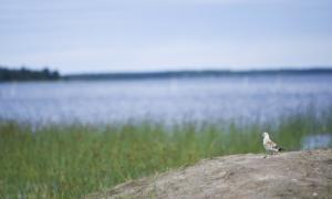 "Right to Stay" -strategia valmistelussa Euroopan komissiossa - anna palautetta ja vaikuta