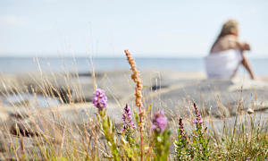 Skärgårdspolitiken har nya webbsidor